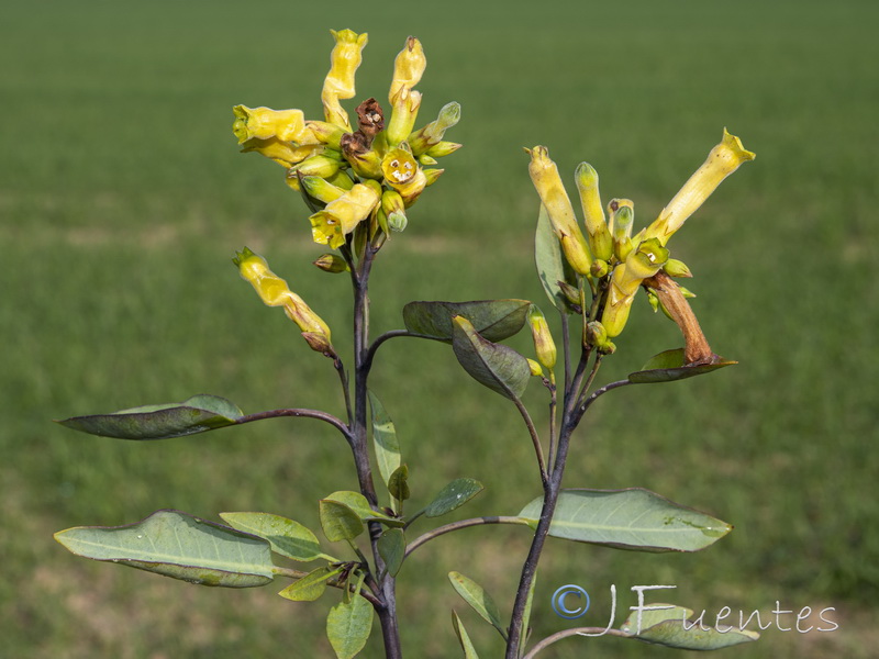 Nicotiana glauca.29