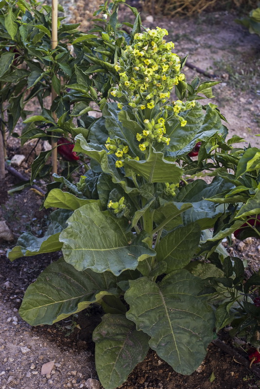 Nicotiana rustica.01