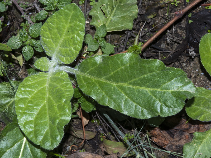 Nicotiana rustica.02