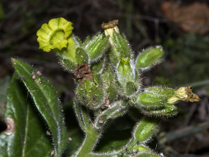 Nicotiana rustica.06