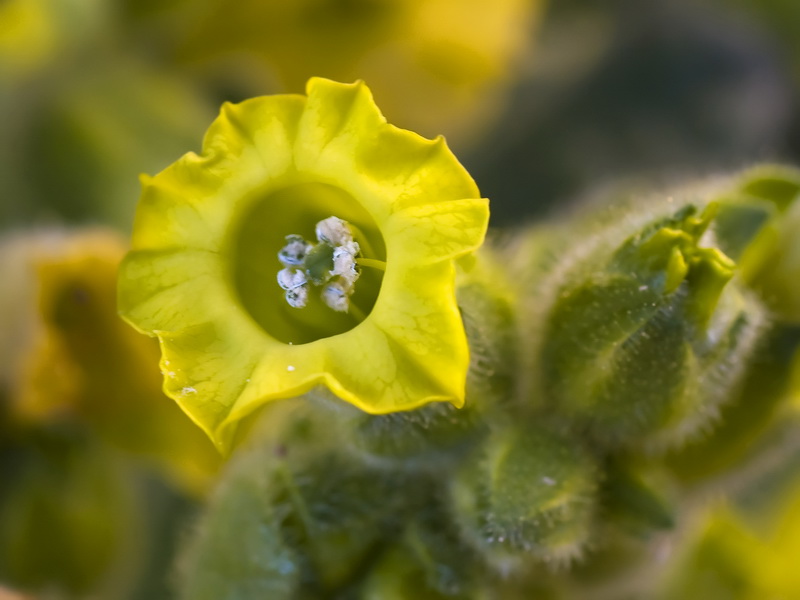 Nicotiana rustica.09