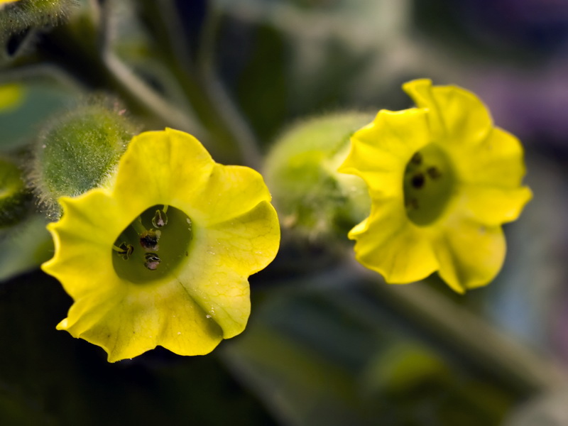 Nicotiana rustica.11