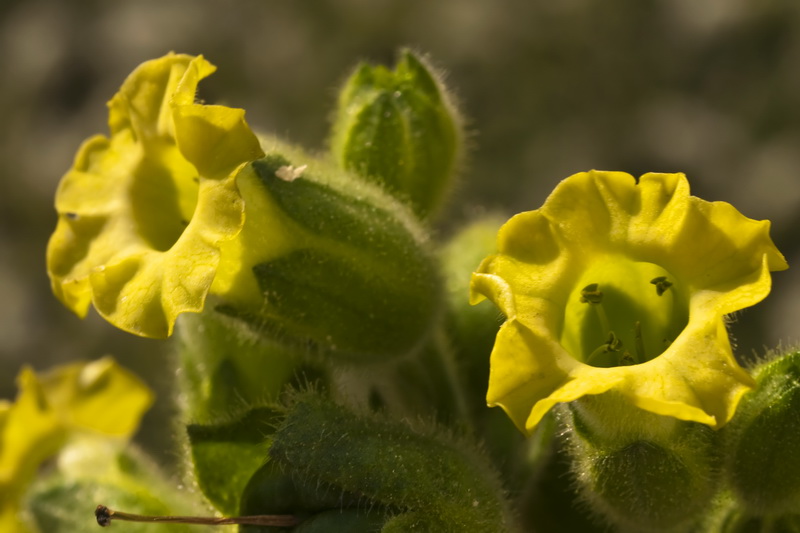 Nicotiana rustica.14