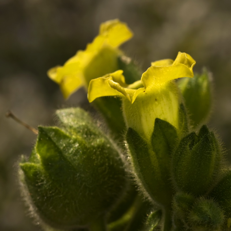 Nicotiana rustica.15