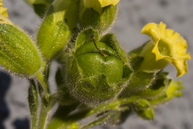 Nicotiana rustica.19