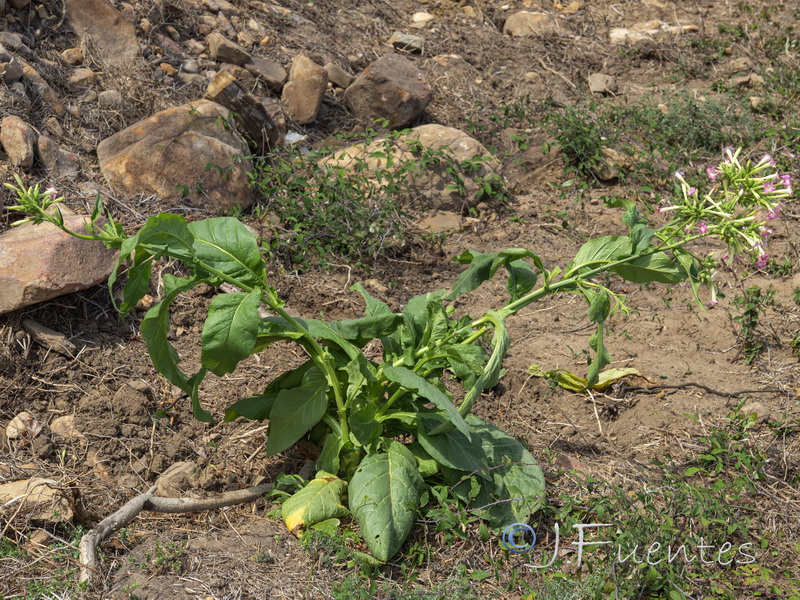 Nicotiana tabacum.01