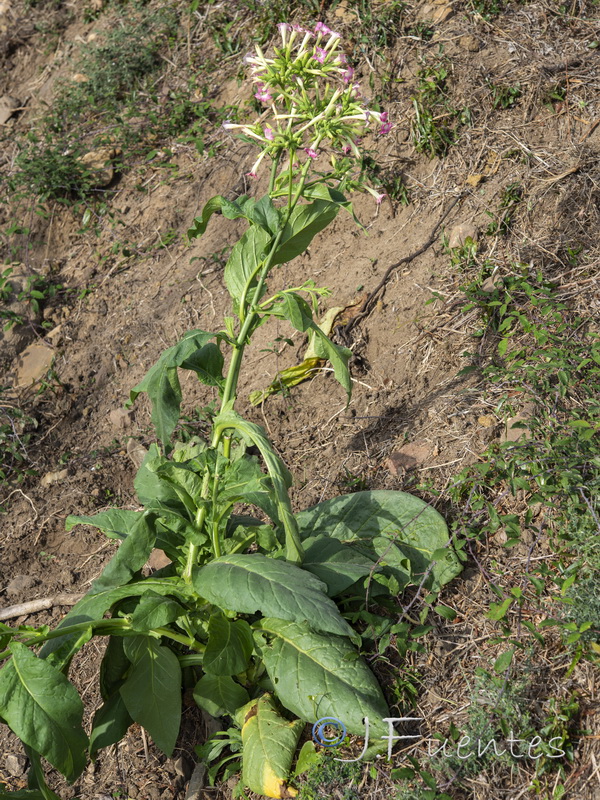 Nicotiana tabacum.02