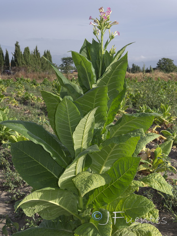 Nicotiana tabacum.03