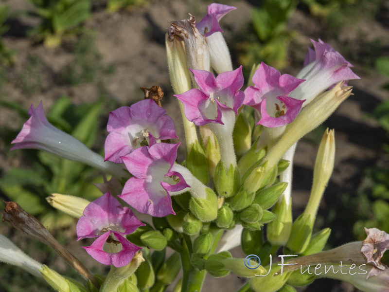 Nicotiana tabacum.04