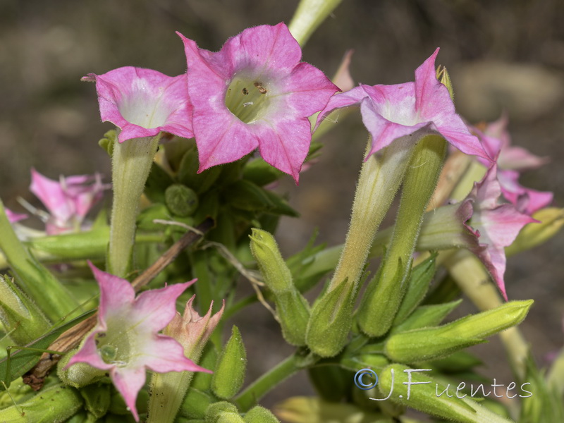 Nicotiana tabacum.05