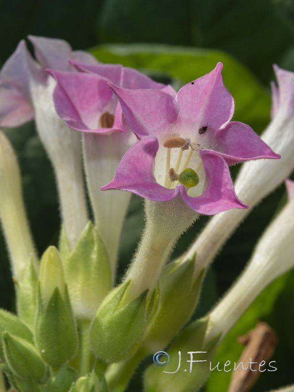 Nicotiana tabacum.06