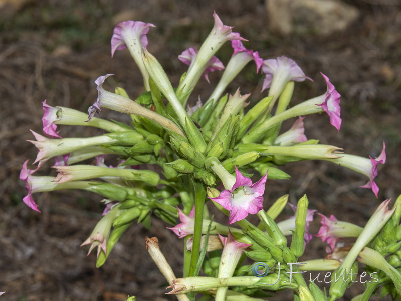 Nicotiana tabacum.07