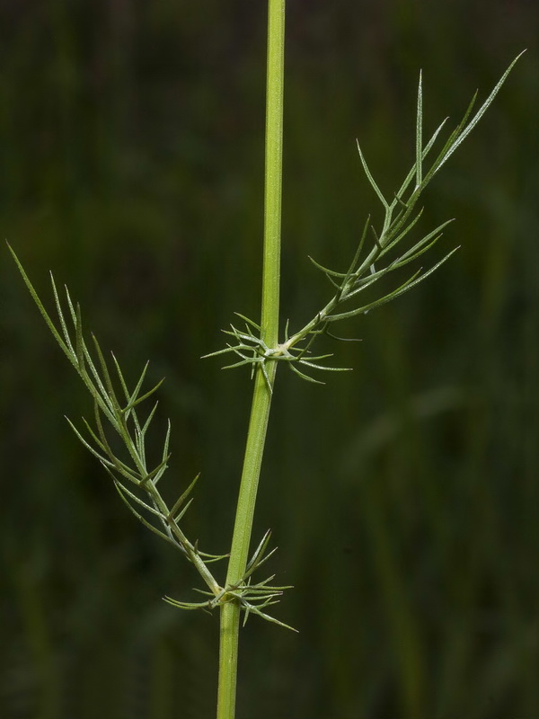 Nigella damascena.05