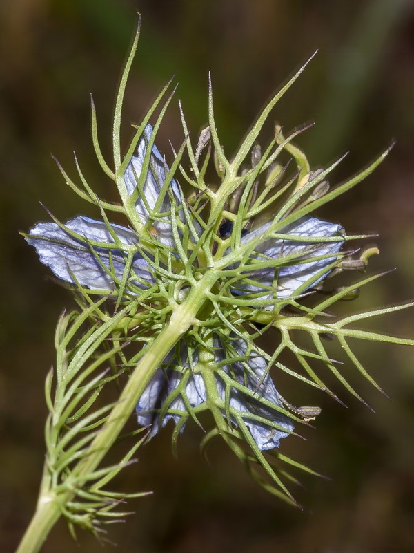 Nigella damascena.18