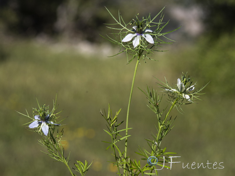 Nigella damascena.21