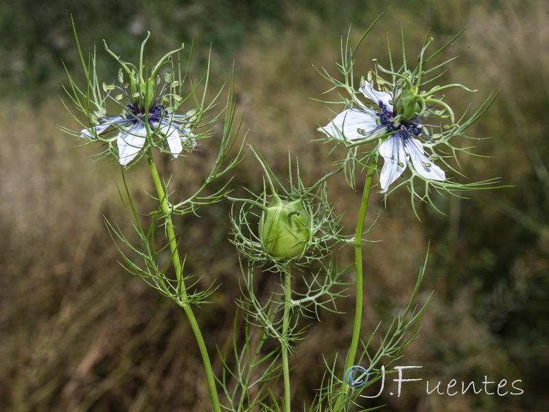 Nigella damascena.22