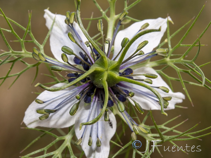 Nigella damascena.16
