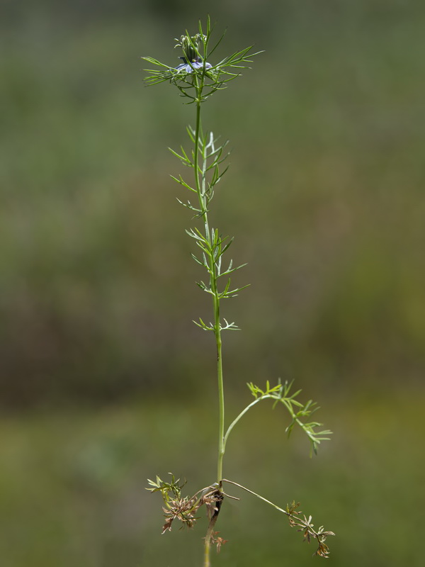 Nigella damascena.27