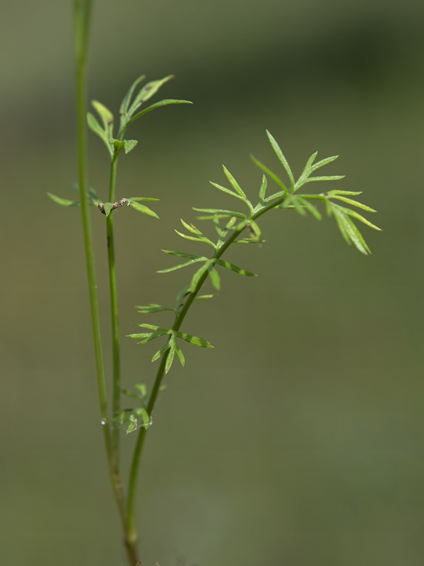 Nigella damascena.29