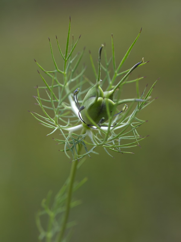 Nigella damascena.30