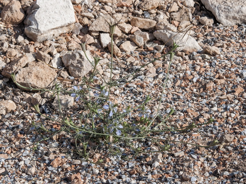 Nigella gallica.02