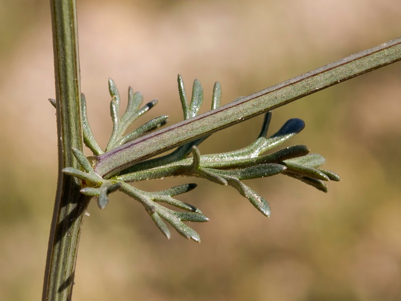 Nigella gallica.04