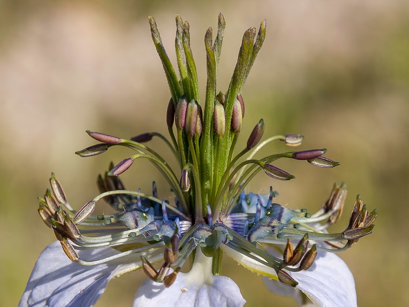 Nigella gallica.11