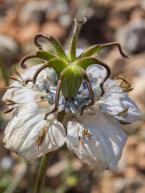 Nigella gallica.14