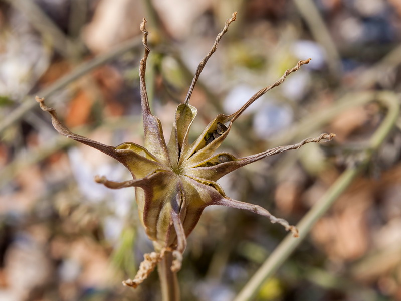 Nigella gallica.16