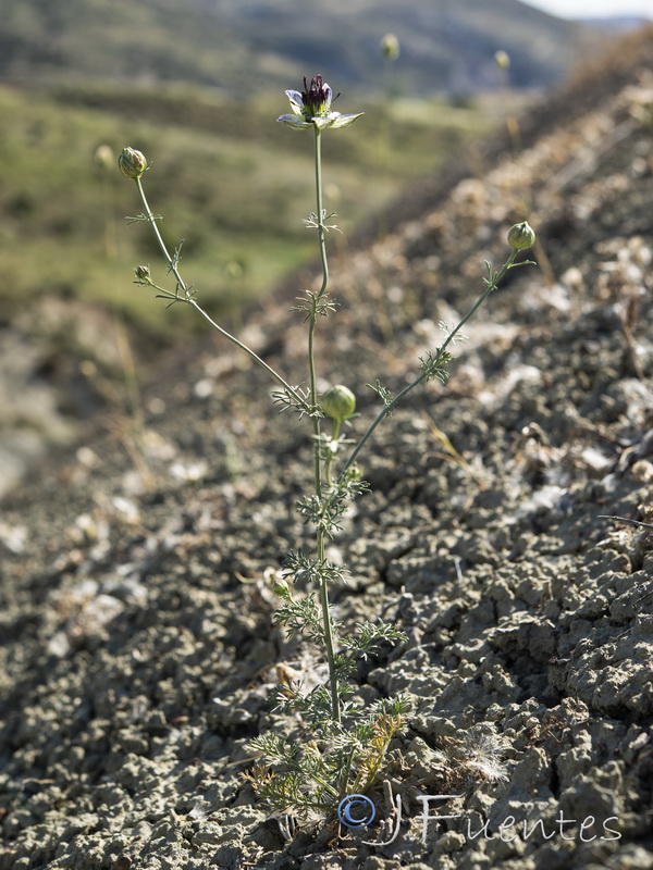 Nigella gallica.03