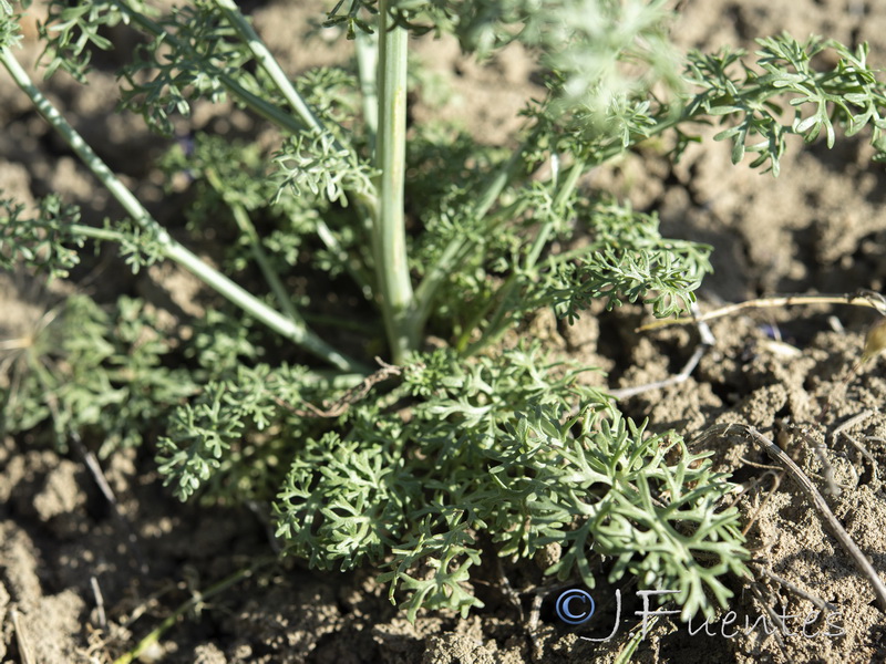 Nigella gallica.19