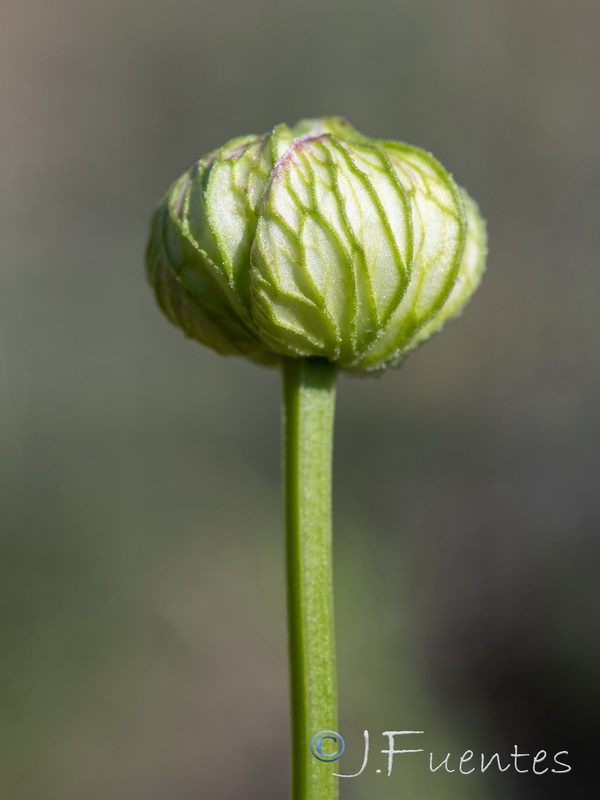 Nigella gallica.21