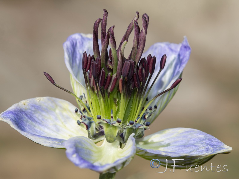 Nigella gallica.07