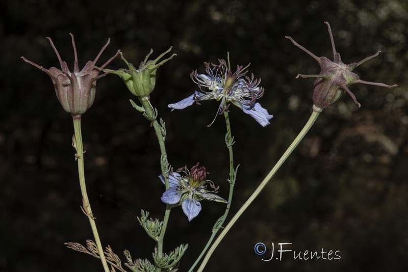 Nigella gallica.23