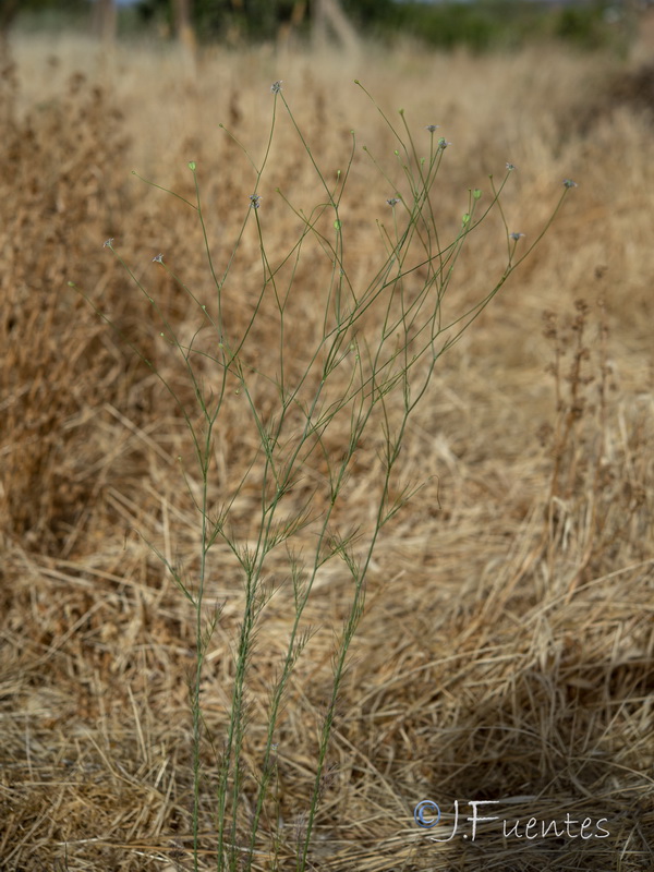 Nigella nigellastrum.01