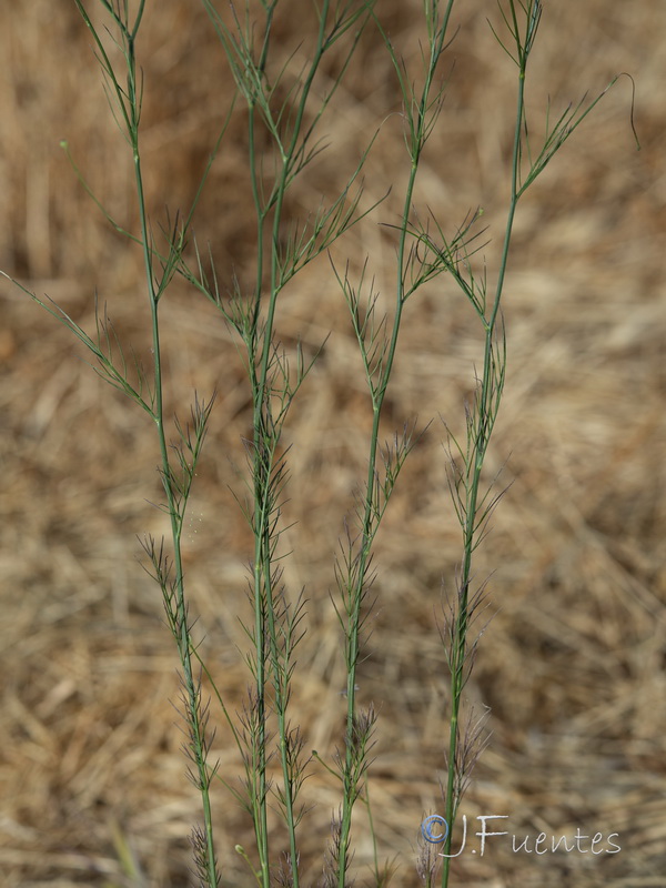 Nigella nigellastrum.02