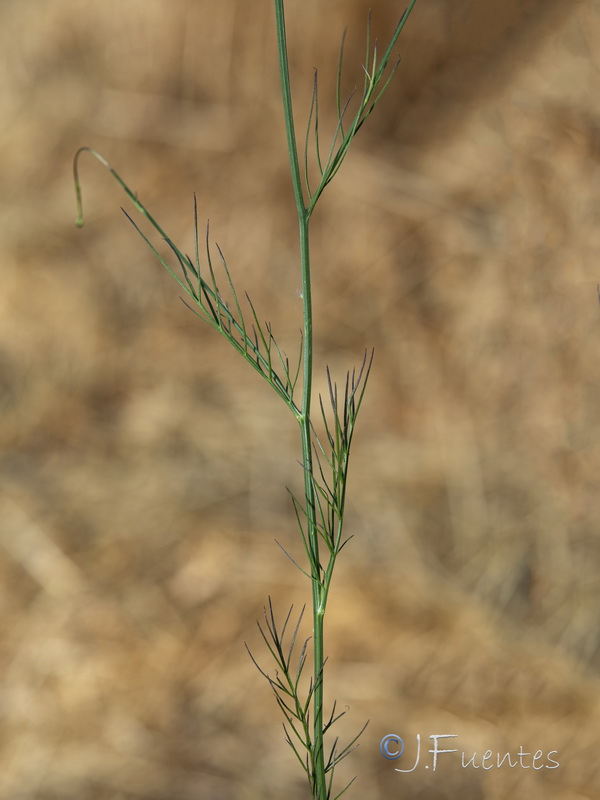 Nigella nigellastrum.03