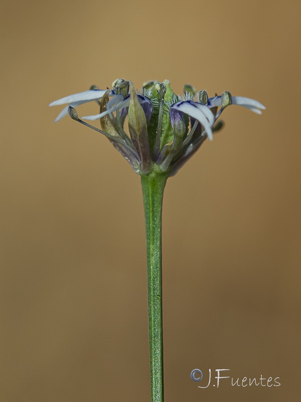 Nigella nigellastrum.05
