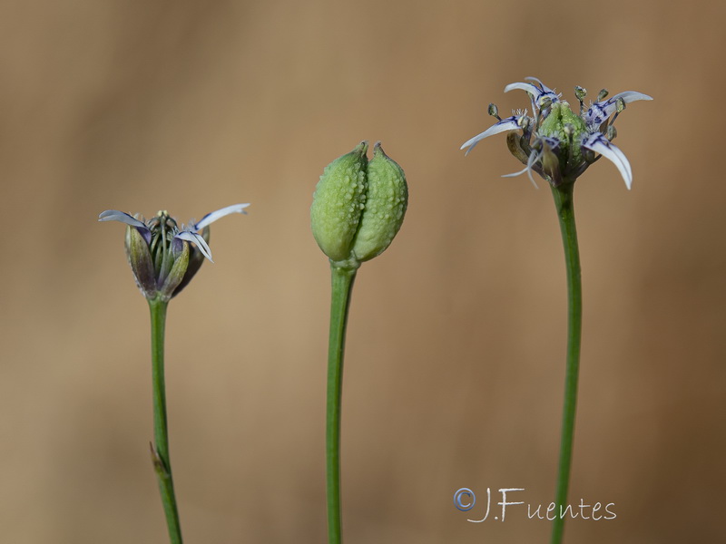 Nigella nigellastrum.08
