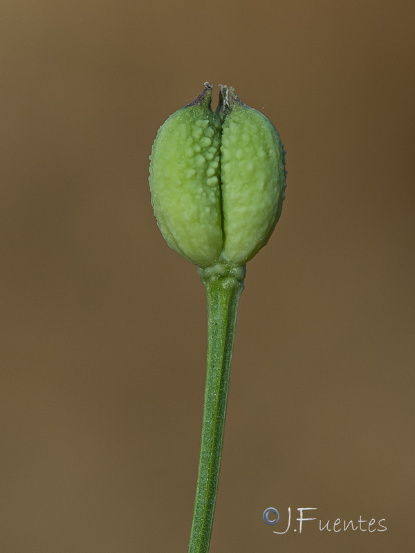 Nigella nigellastrum.09