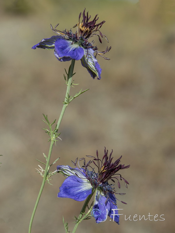 Nigella papillosa atlantica.02