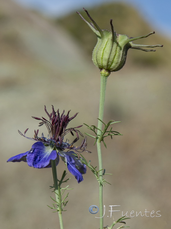 Nigella papillosa atlantica.03