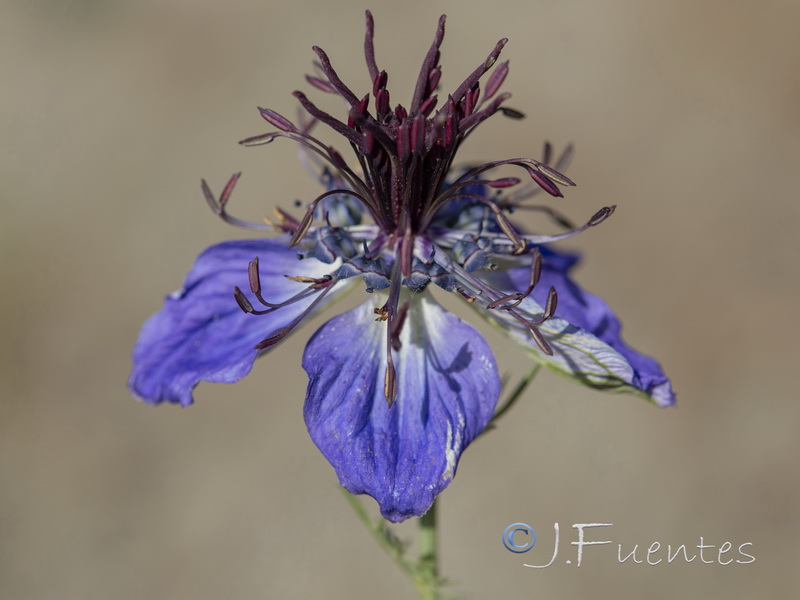 Nigella papillosa atlantica.04