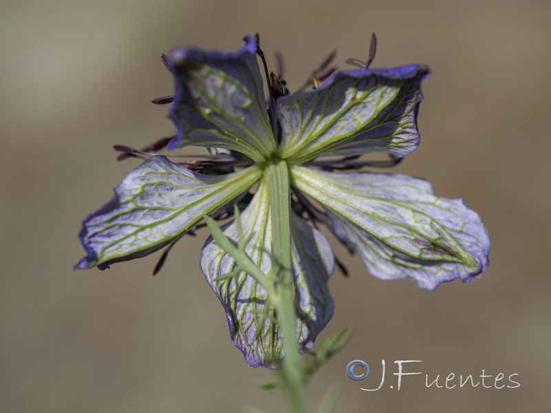 Nigella papillosa atlantica.05