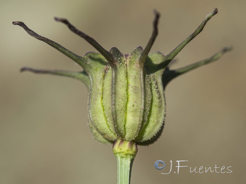 Nigella papillosa atlantica.06