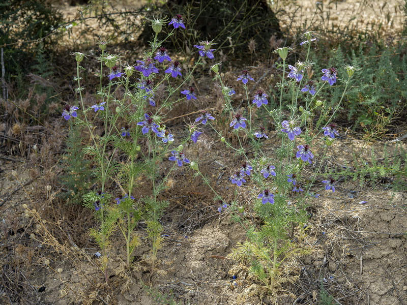 Nigella papillosa atlantica.07