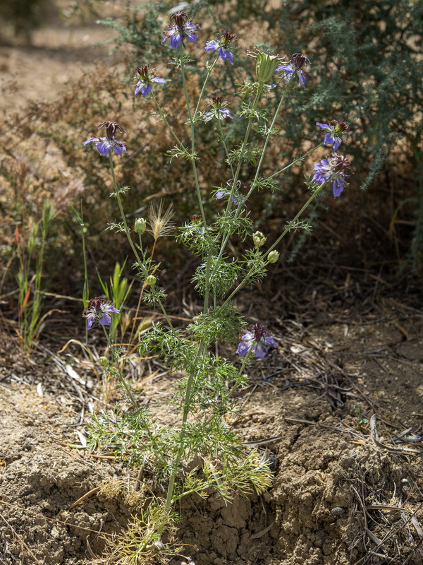 Nigella papillosa atlantica.09