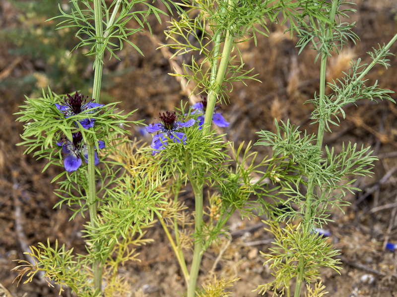 Nigella papillosa atlantica.11