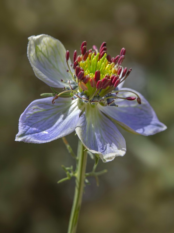 Nigella papillosa atlantica.12