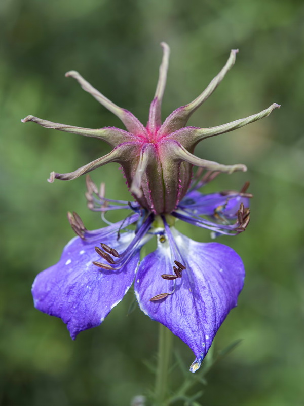 Nigella papillosa atlantica.16